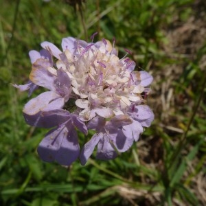 Photographie n°976929 du taxon Knautia arvensis (L.) Coult. [1828]