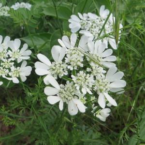 Photographie n°976960 du taxon Orlaya grandiflora (L.) Hoffm. [1814]