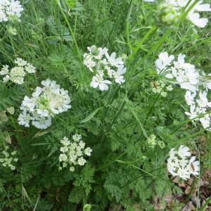 Photographie n°976961 du taxon Orlaya grandiflora (L.) Hoffm. [1814]