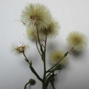 Photographie n°976983 du taxon Asteraceae 