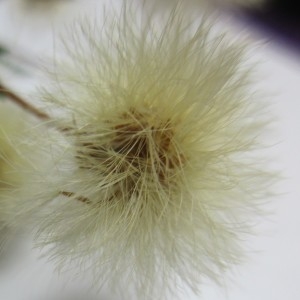 Photographie n°976984 du taxon Asteraceae 