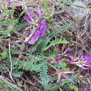 Photographie n°976999 du taxon Astragalus monspessulanus subsp. monspessulanus