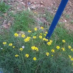  - Senecio inaequidens DC. [1838]