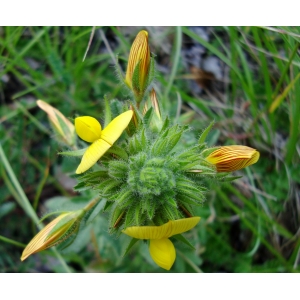 Ononis exalopecuroides G.López (Bugrane)