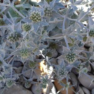 Photographie n°977288 du taxon Eryngium maritimum L. [1753]