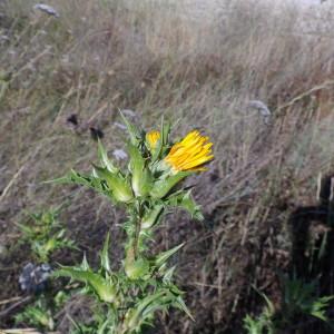 Photographie n°977292 du taxon Scolymus hispanicus L. [1753]