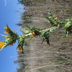 Photographie n°977293 du taxon Scolymus hispanicus L. [1753]
