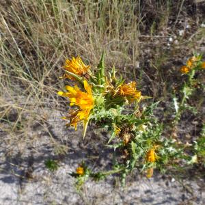 Photographie n°977294 du taxon Scolymus hispanicus L. [1753]