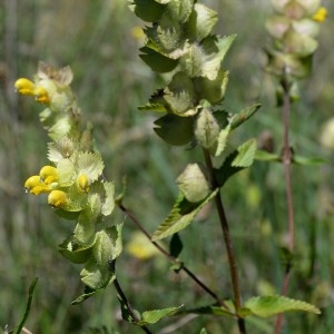 Photographie n°977298 du taxon Rhinanthus alectorolophus (Scop.) Pollich [1777]