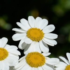 Photographie n°977299 du taxon Tanacetum corymbosum (L.) Sch.Bip. [1844]