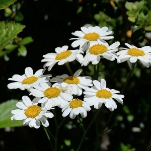 Photographie n°977301 du taxon Tanacetum corymbosum (L.) Sch.Bip. [1844]