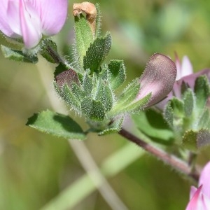 Photographie n°977305 du taxon Ononis spinosa L. [1753]