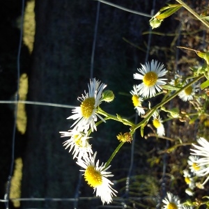 Photographie n°977414 du taxon Erigeron annuus var. annuus