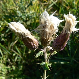 Photographie n°977564 du taxon Cirsium arvense (L.) Scop. [1772]