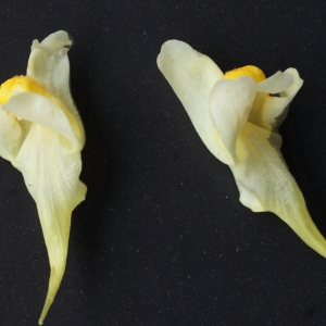 Photographie n°977627 du taxon Linaria vulgaris subsp. vulgaris 