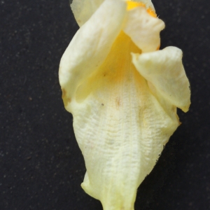 Photographie n°977629 du taxon Linaria vulgaris subsp. vulgaris 