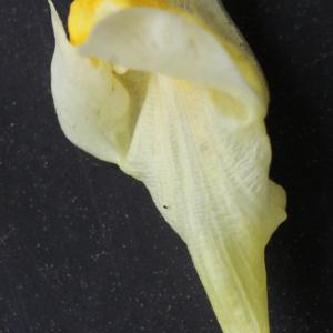Photographie n°977631 du taxon Linaria vulgaris subsp. vulgaris 