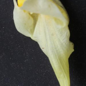 Photographie n°977632 du taxon Linaria vulgaris subsp. vulgaris 