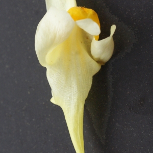 Photographie n°977633 du taxon Linaria vulgaris subsp. vulgaris 
