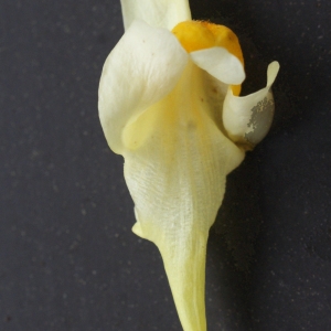 Photographie n°977634 du taxon Linaria vulgaris subsp. vulgaris 