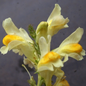 Photographie n°977655 du taxon Linaria vulgaris subsp. vulgaris 