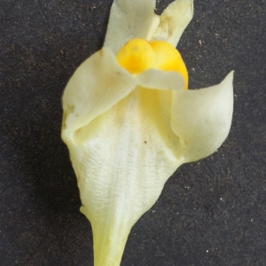 Photographie n°977656 du taxon Linaria vulgaris subsp. vulgaris 