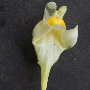 Photographie n°977657 du taxon Linaria vulgaris subsp. vulgaris 