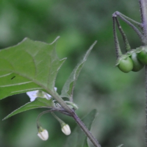 Photographie n°977672 du taxon Solanum nigrum L. [1753]