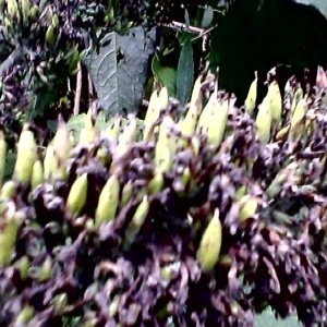 Photographie n°977693 du taxon Buddleja davidii Franch. [1887]