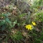  Florent Beck - Hieracium virgultorum Jord. [1848]