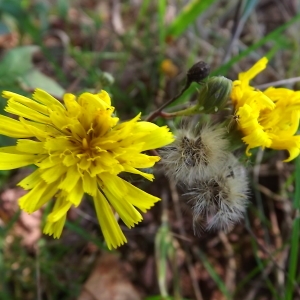 Photographie n°977740 du taxon Hieracium virgultorum Jord. [1848]