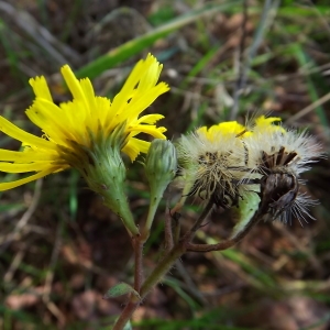 Photographie n°977742 du taxon Hieracium virgultorum Jord. [1848]