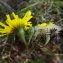  Florent Beck - Hieracium virgultorum Jord. [1848]