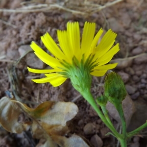 Hieracium sabaudum subsp. virescens (Sond. ex W.D.J.Koch) Zahn (Épervière)