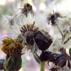 Photographie n°977748 du taxon Hieracium virgultorum Jord. [1848]