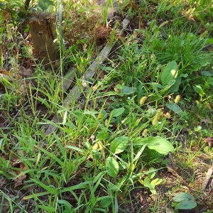 Photographie n°977750 du taxon Setaria pumila (Poir.) Roem. & Schult. [1817]