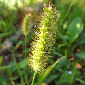 Photographie n°977751 du taxon Setaria pumila (Poir.) Roem. & Schult. [1817]