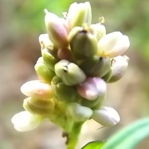 Photographie n°977759 du taxon Persicaria (L.) Mill. [1754]