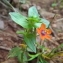  Florent Beck - Lysimachia arvensis (L.) U.Manns & Anderb. [2009]