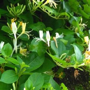 Photographie n°977775 du taxon Lonicera caprifolium L. [1753]