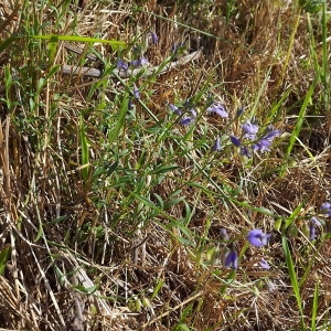 Photographie n°977787 du taxon Polygala vulgaris L. [1753]