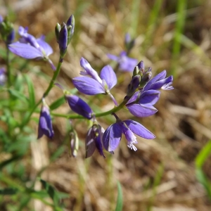 Photographie n°977788 du taxon Polygala vulgaris L. [1753]