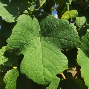 Photographie n°977805 du taxon Vitis vinifera subsp. vinifera 