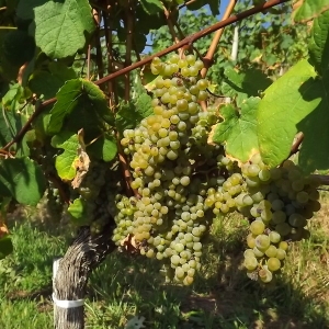  - Vitis vinifera subsp. vinifera 