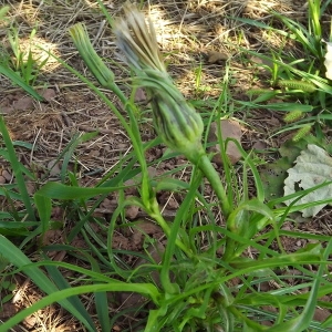 Photographie n°977812 du taxon Tragopogon dubius Scop. [1772]