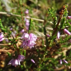 Photographie n°977814 du taxon Calluna vulgaris (L.) Hull