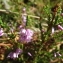  Florent Beck - Calluna vulgaris (L.) Hull