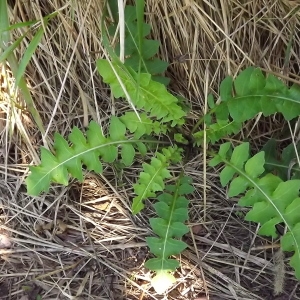 Photographie n°977819 du taxon Sisymbrium officinale (L.) Scop. [1772]