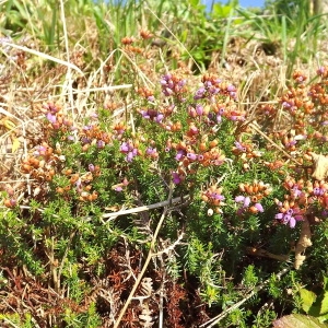 Photographie n°977824 du taxon Erica cinerea L. [1753]