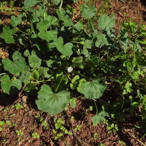 Photographie n°977833 du taxon Malva neglecta Wallr. [1824]